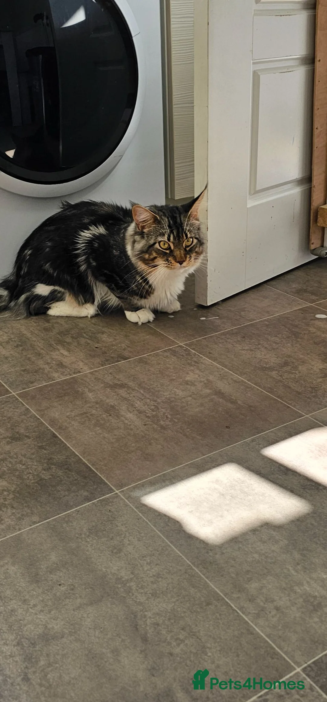 Maine Coon cats for sale: 1yr maine coon - Advert 2