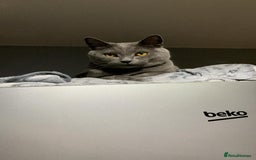 British Shorthair cats for sale: British shorthair x Russian blue male cats age 1 - Advert 5