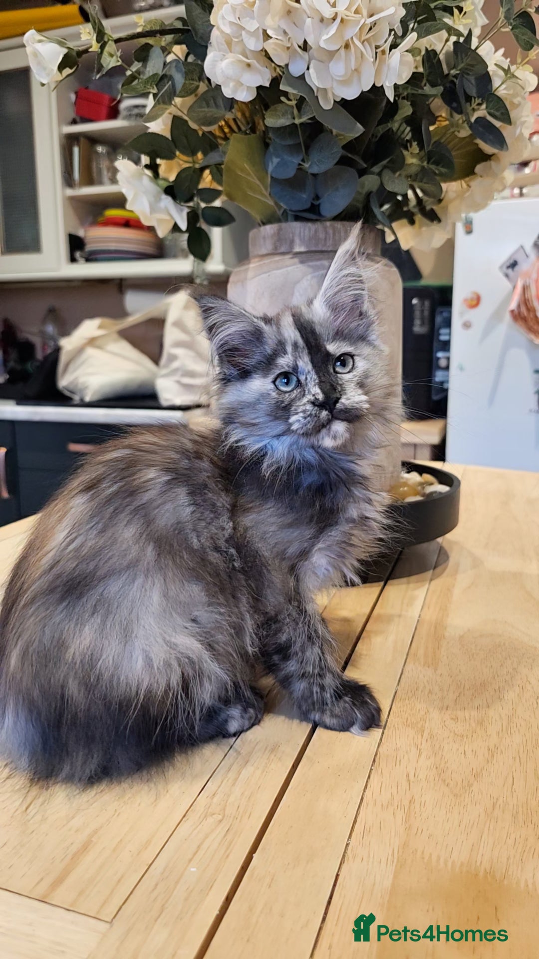 Maine Coon cats for sale: TICA maine coon kittens ready to leave - Advert 4