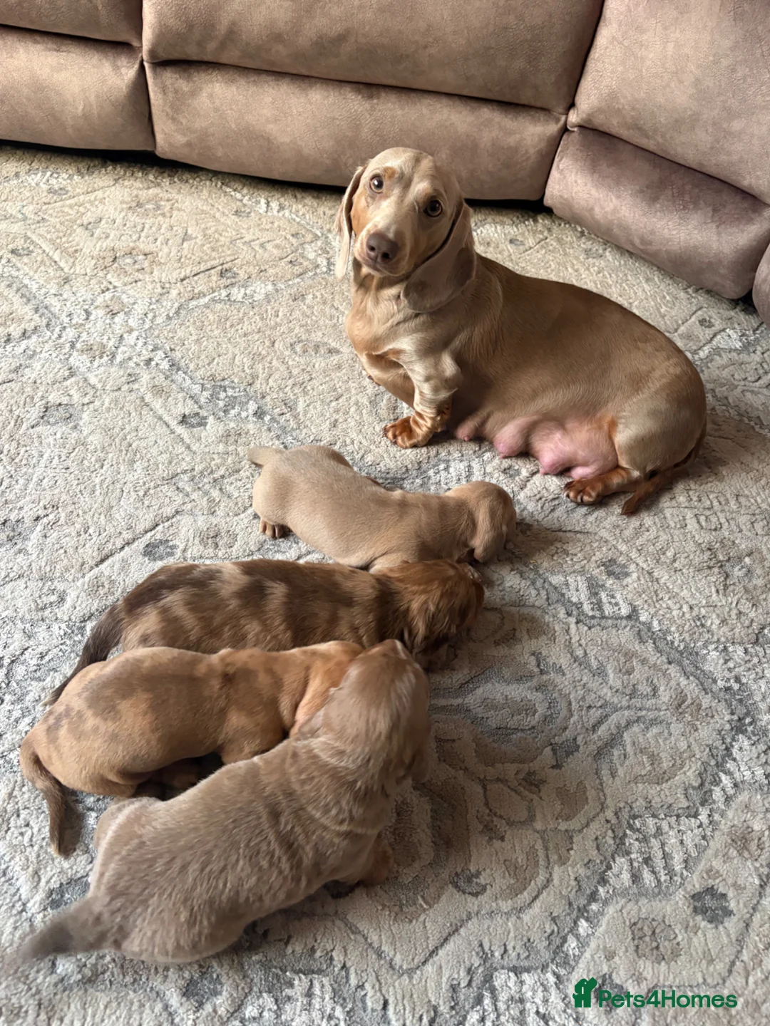 Miniature Dachshund dogs for sale: KC registered Miniature Dachshund  - Advert 1