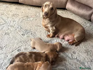 Miniature Dachshund dogs KC registered Miniature Dachshund - Advert 2