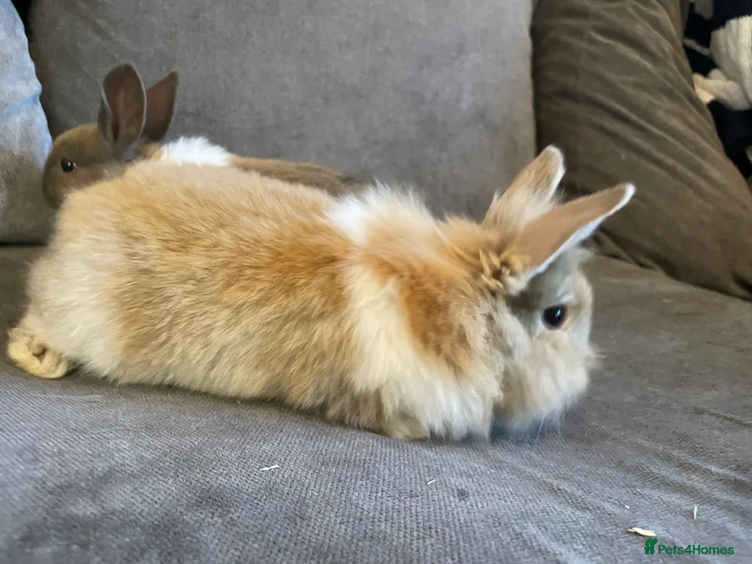 Mixed Breed rabbits for sale: 3 mixed breed rabbits available - Advert 3