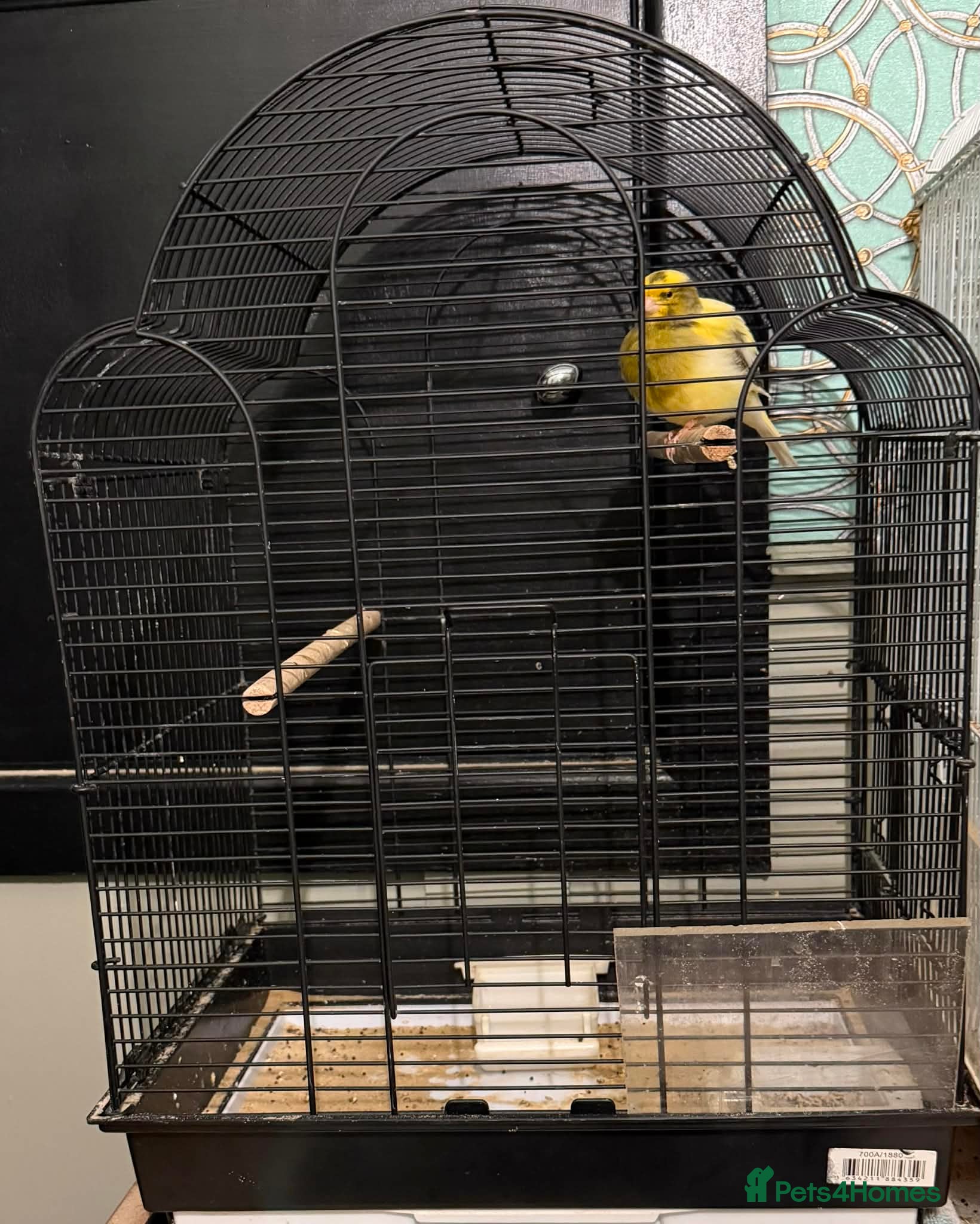 Canaries birds 3xCanaries - Advert 1