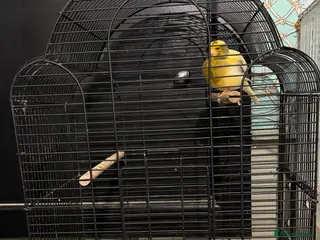 Canaries birds 3xCanaries - Advert 6