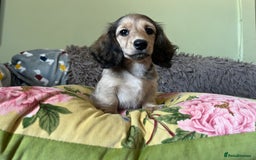 Miniature Dachshund dogs for sale: KCreg Mini Long Haired Dachshund LAST GIRL - Image 23