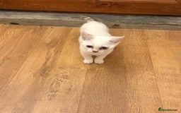 British Shorthair cats for sale: Two beautiful girls waiting for forever home  - Image 6