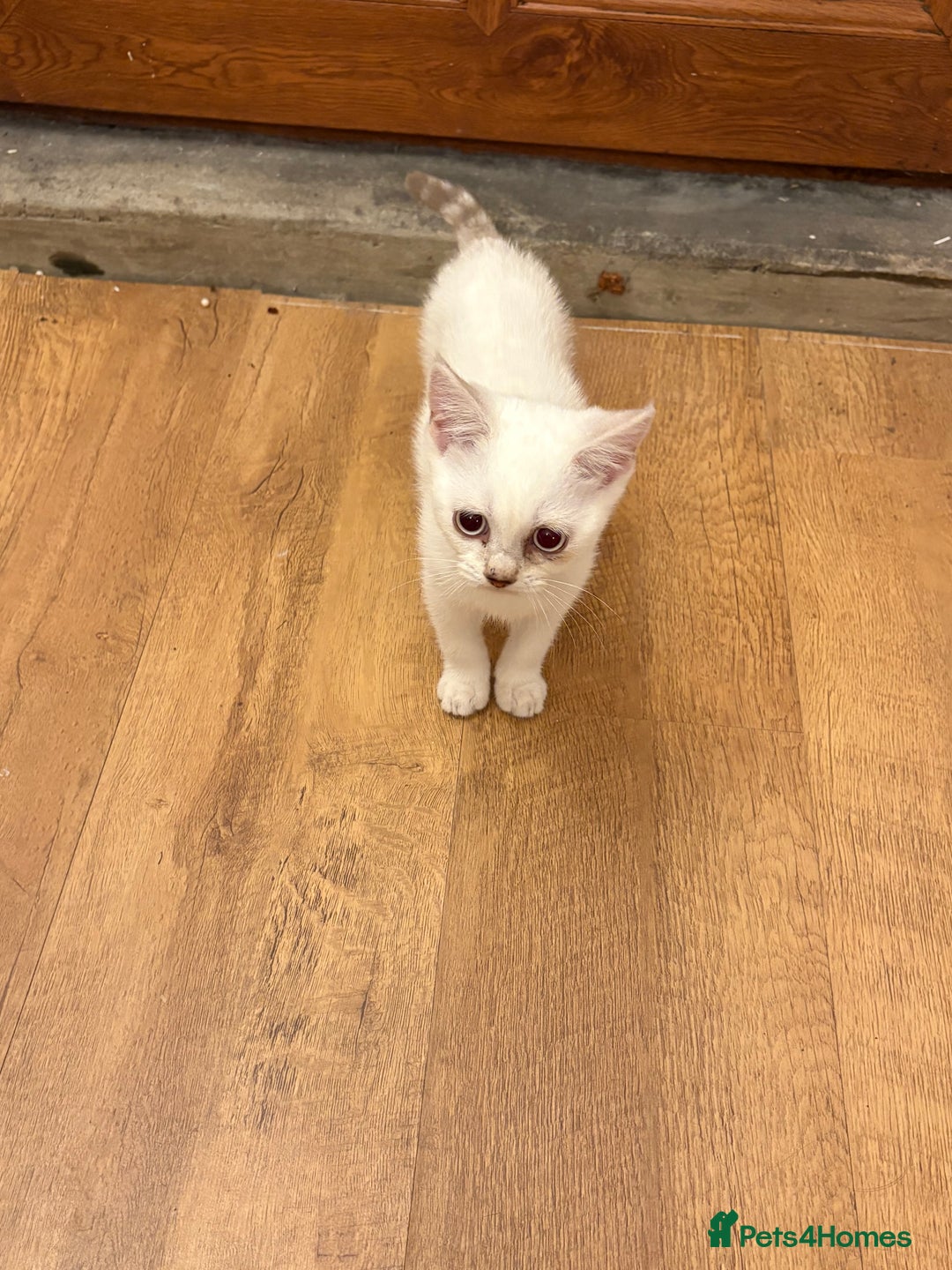 British Shorthair cats for sale: Two beautiful girls waiting for forever home  - Image 6