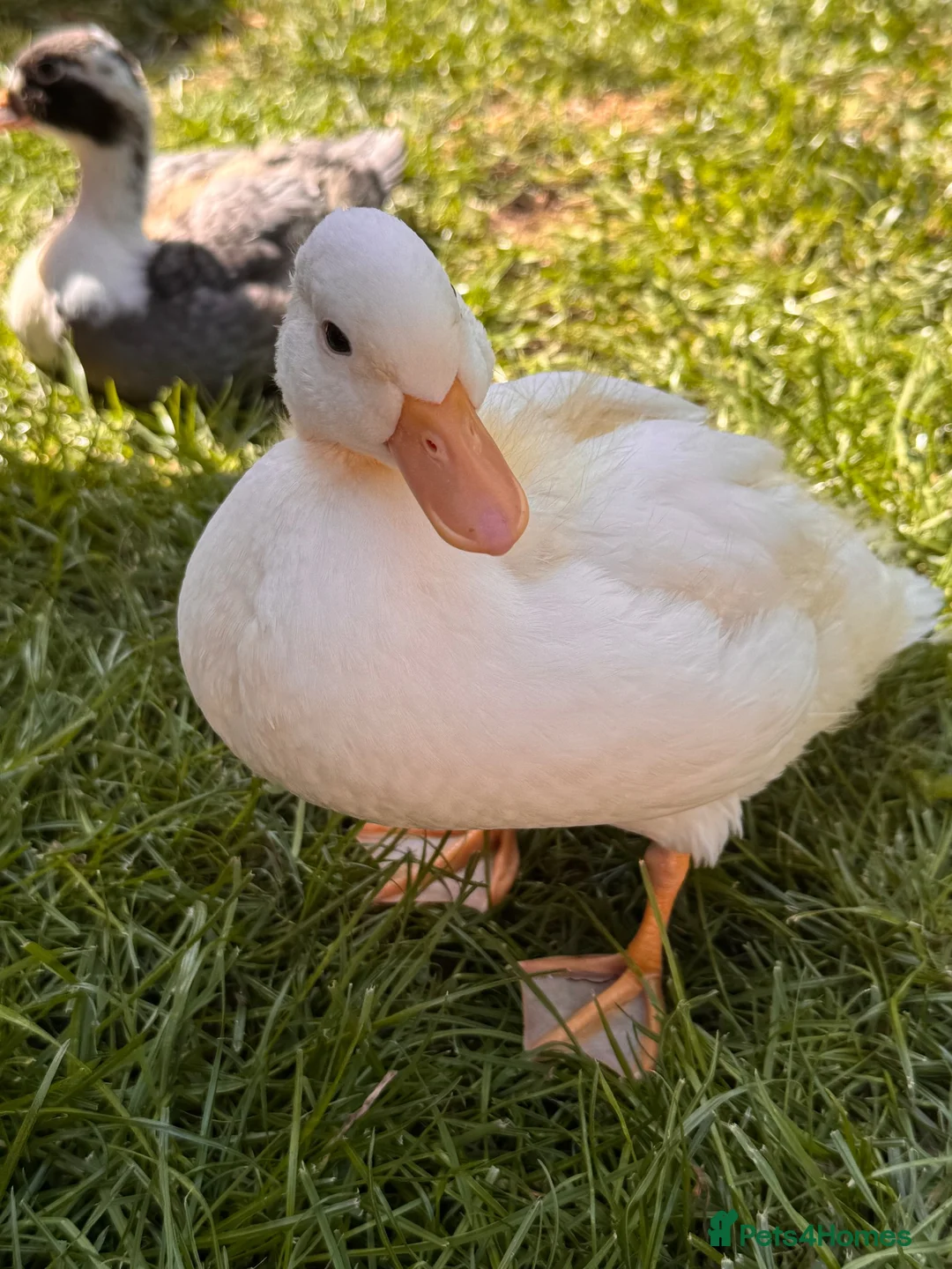 Ducks poultry for sale: Drake Call Duckling  in Barnsley - Advert 2