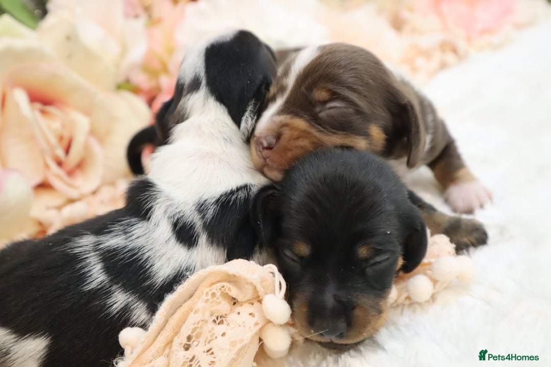 Miniature Dachshund dogs for sale: KC Miniature Dachshund Puppies - Image 5