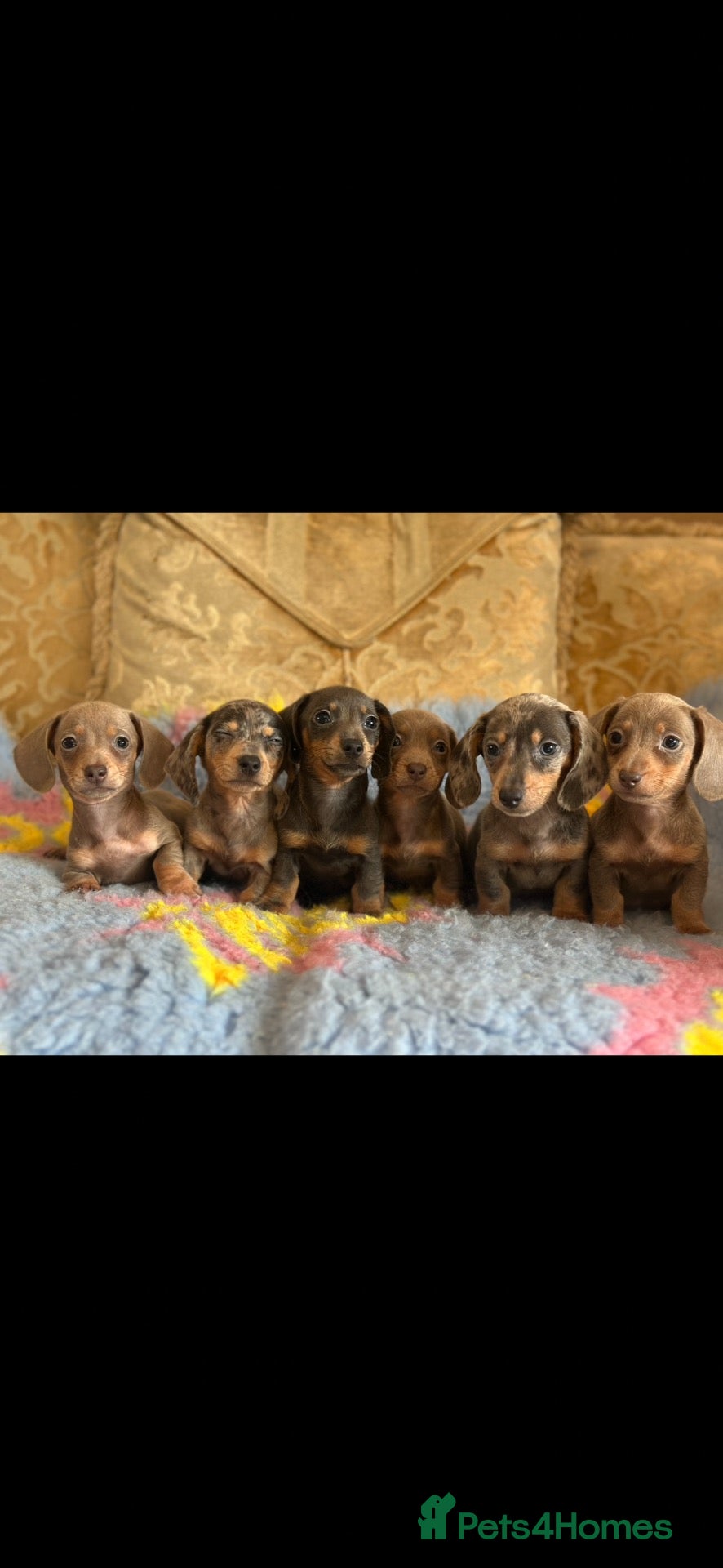 Miniature Dachshund dogs Mini dashaund puppy’s available now ❤️ - Advert 1