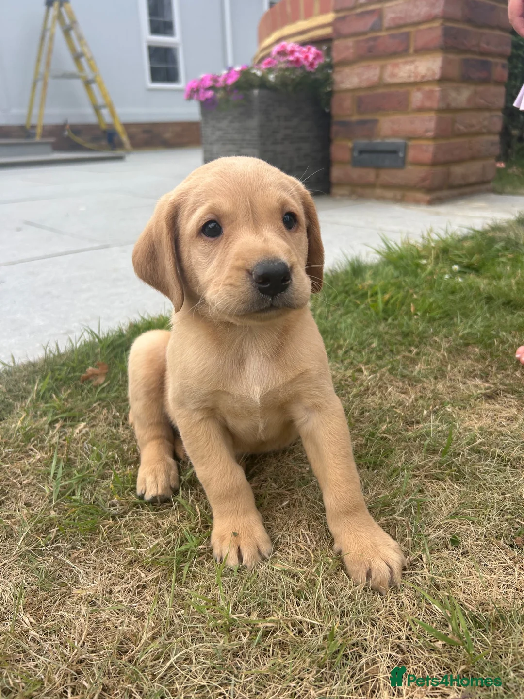 Labrador Retriever dogs for sale: Stunning litter  - Advert 2
