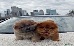 Chow Chow dogs for sale: CHOC🍫LILAC🌪️Champion KC reg🏆 pedigree chow chow - Image 4
