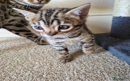 Bengal cats for sale: Stunning 5th generation bengal kitten - Image 6