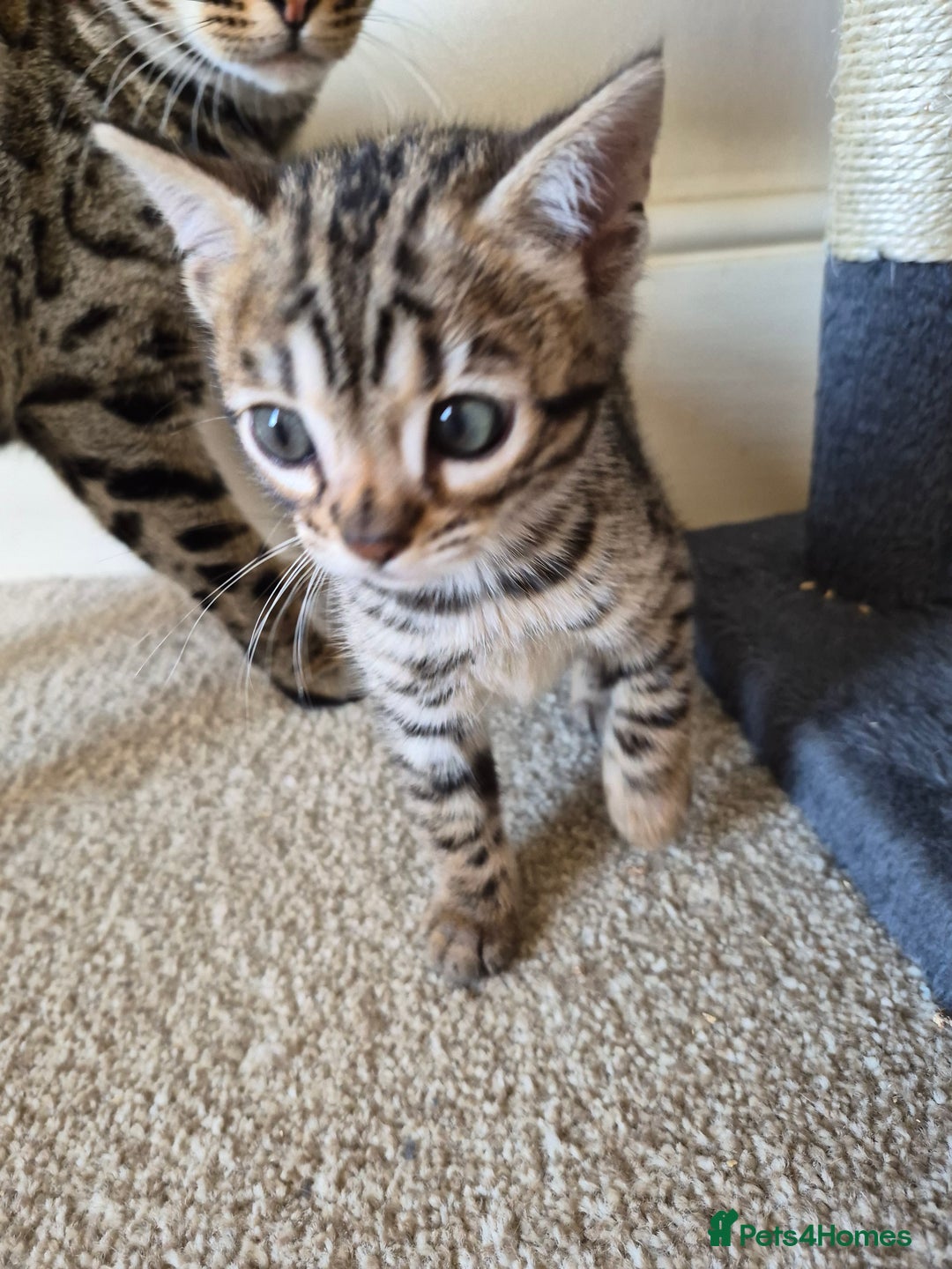 Bengal cats for sale: Stunning 5th generation bengal kitten - Image 6