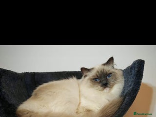 Ragdoll cats RETIRED QEEN RAGDOLL BLUE MITTED - Advert 1