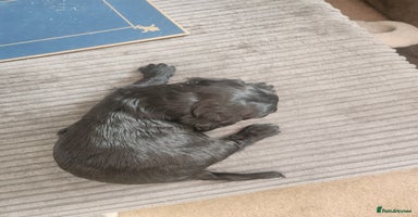 Cockapoo dogs - Advert 3