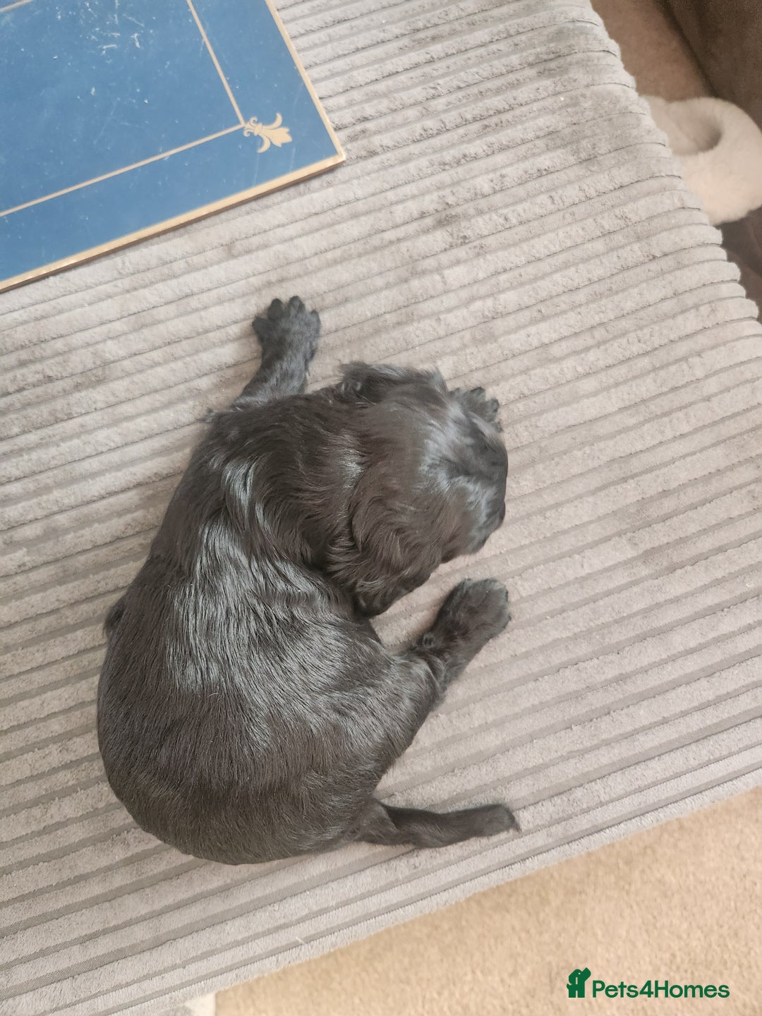 Cockapoo dogs for sale: Puppies for sale - Image 2