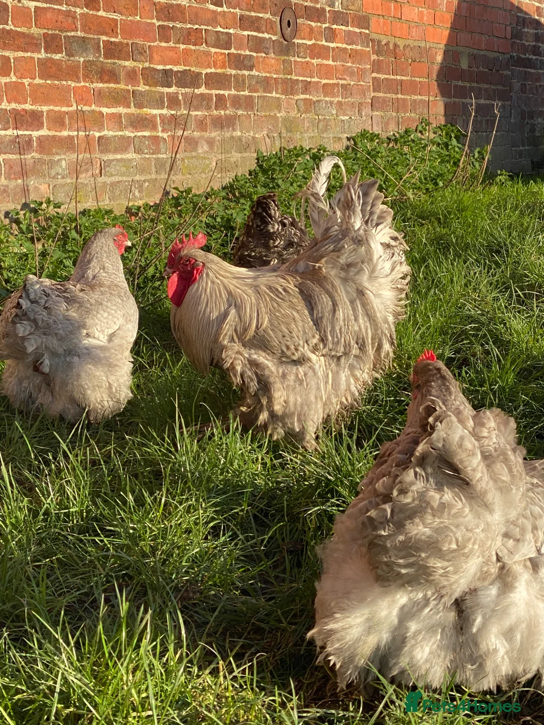Chickens poultry for sale: Orpington hatching eggs  in Shrewsbury - Advert 4