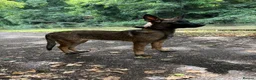 Belgian Shepherd Dog dogs for sale: World Champion Sired Puppies  - Advert 5