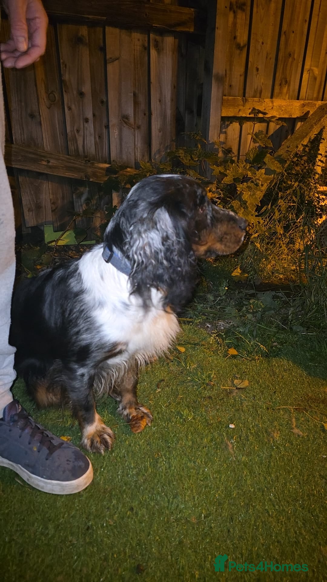 Cocker Spaniel dogs for stud: Blue merle spaniel stud - Advert 3
