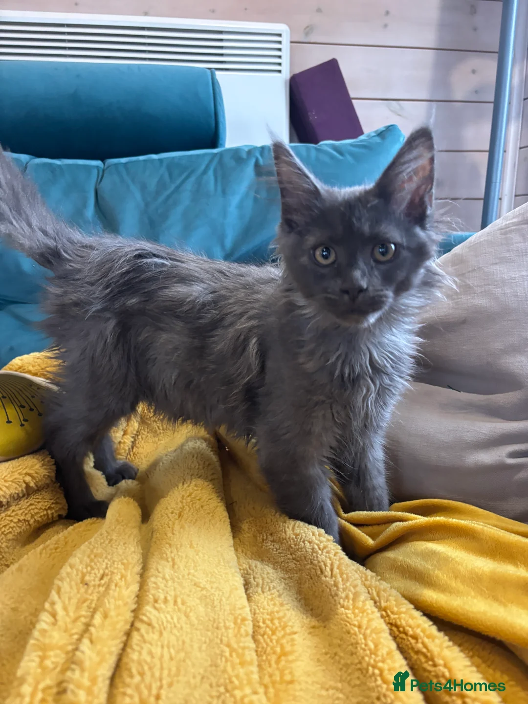 Maine Coon cats for sale: Last kitten - FiFe Maine Coons (ready Jan 21st) - Advert 6