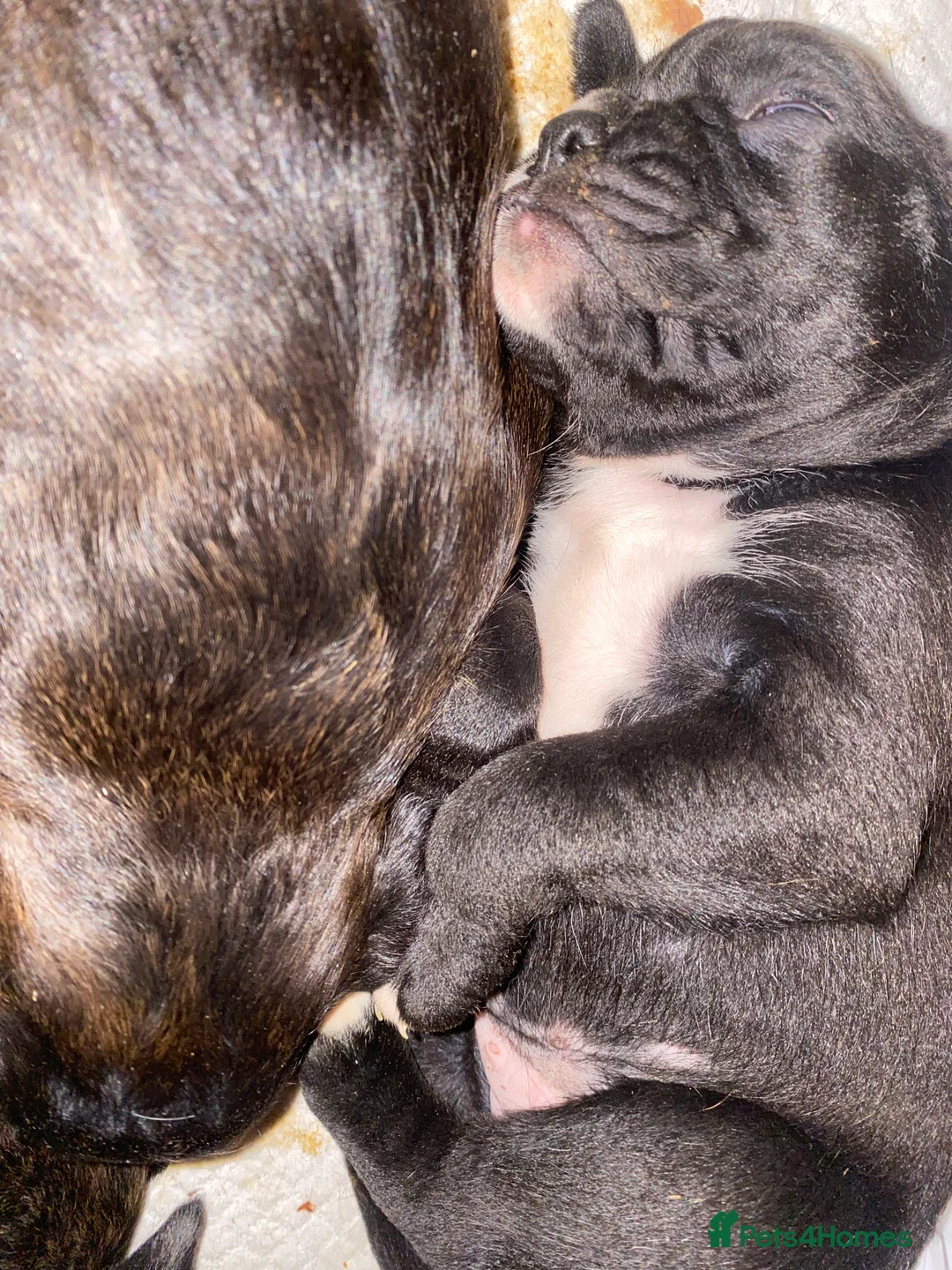 Mixed Breed dogs for sale: 🧬Kc reg mum black boxer & mini boxer pups 🤩 8wk - Advert 20