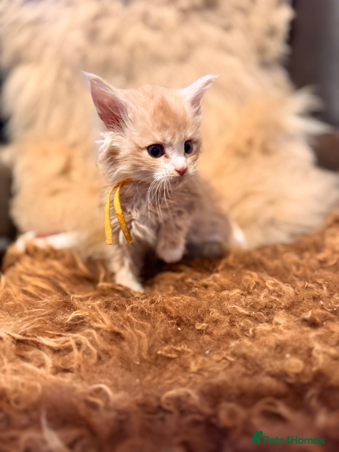 Maine Coon cats for sale:  TICA Registered Maine Coon Kittens- ready now  - Advert 14