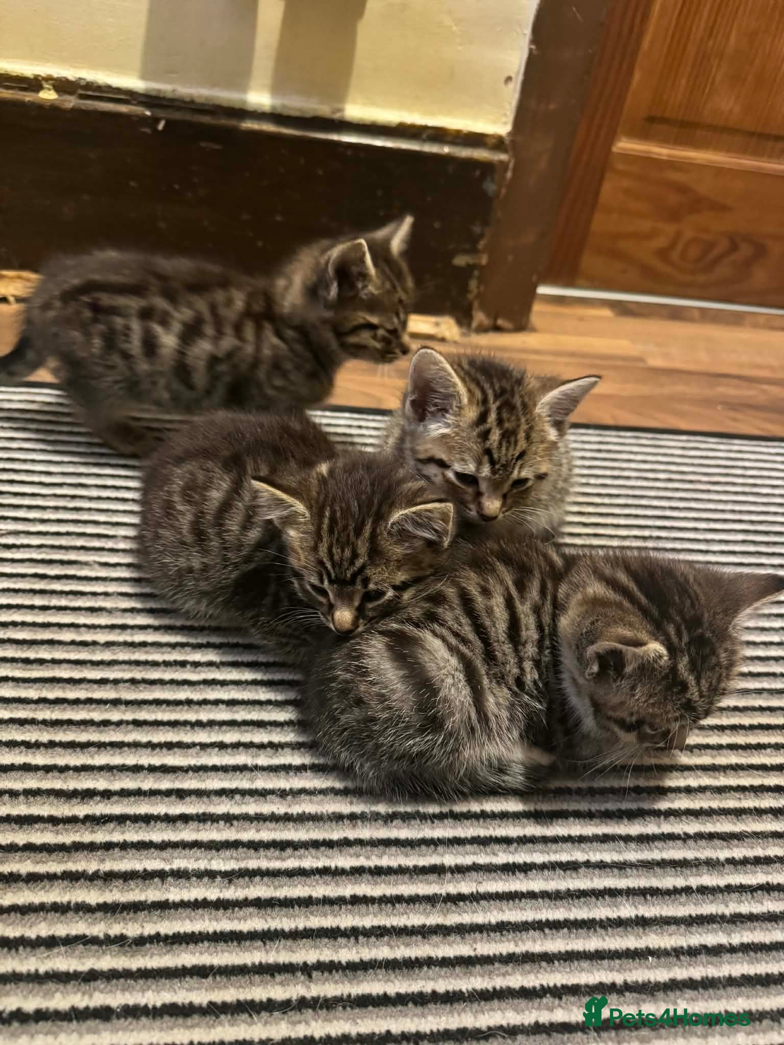 Mixed Breed cats Adorable Tabby Kittens Ready for New Homes - Advert 2