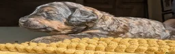 Mixed Breed dogs for sale: Rottweiler / Rottidoodle puppies - Advert 25