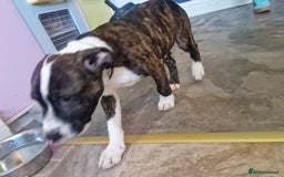 Mixed Breed dogs for sale: Pups  - Image 4