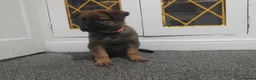 German Shepherd dogs for sale: German shepherd Puppies - Advert 23