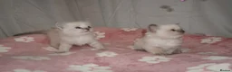Ragdoll cats for sale: Pawtrait Perfect Ragdoll kittens in Hemel Hempstead - Advert 20