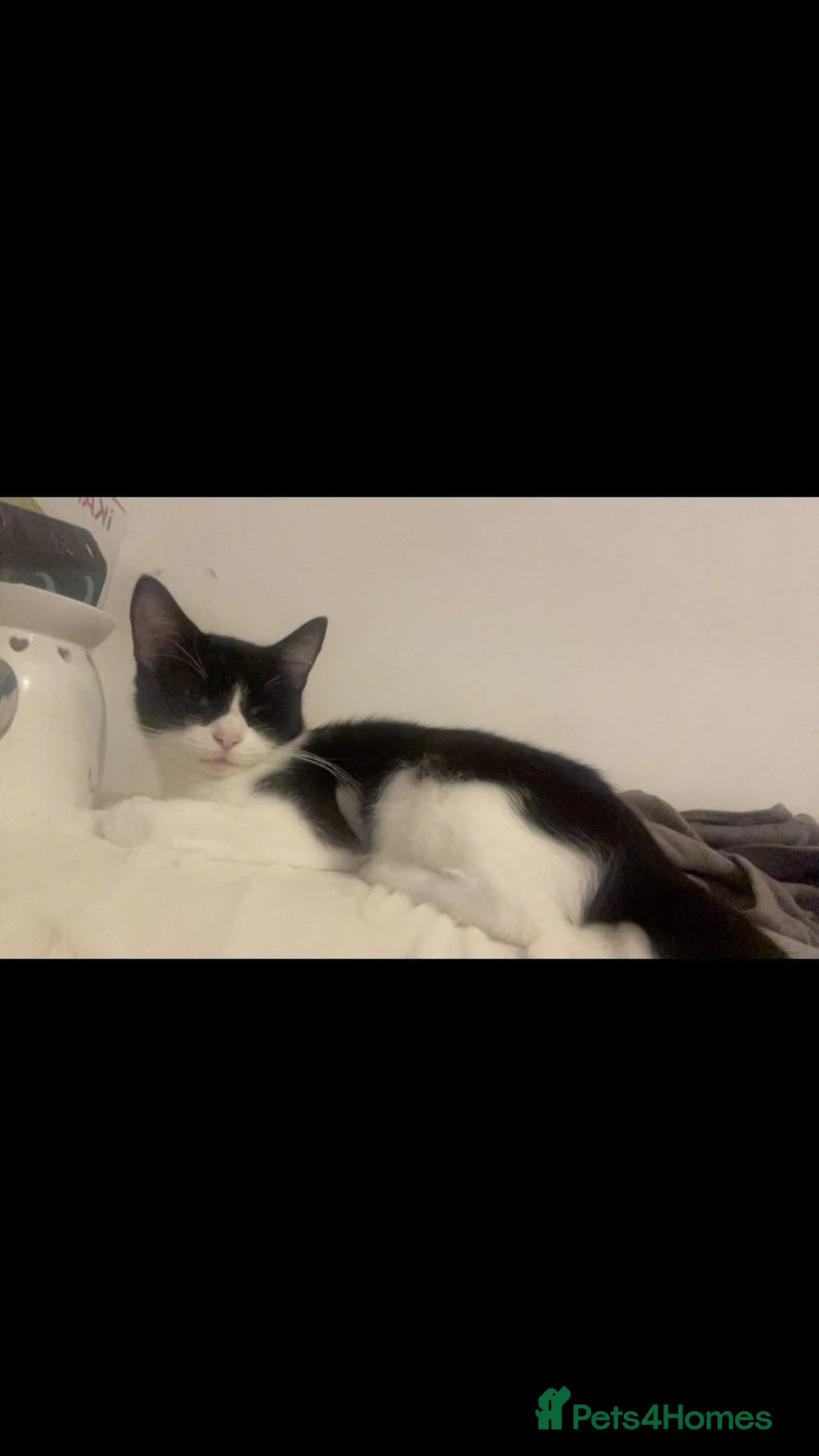 Mixed Breed cats for sale: 2 kittens looking for homes  in Preston - Advert 7
