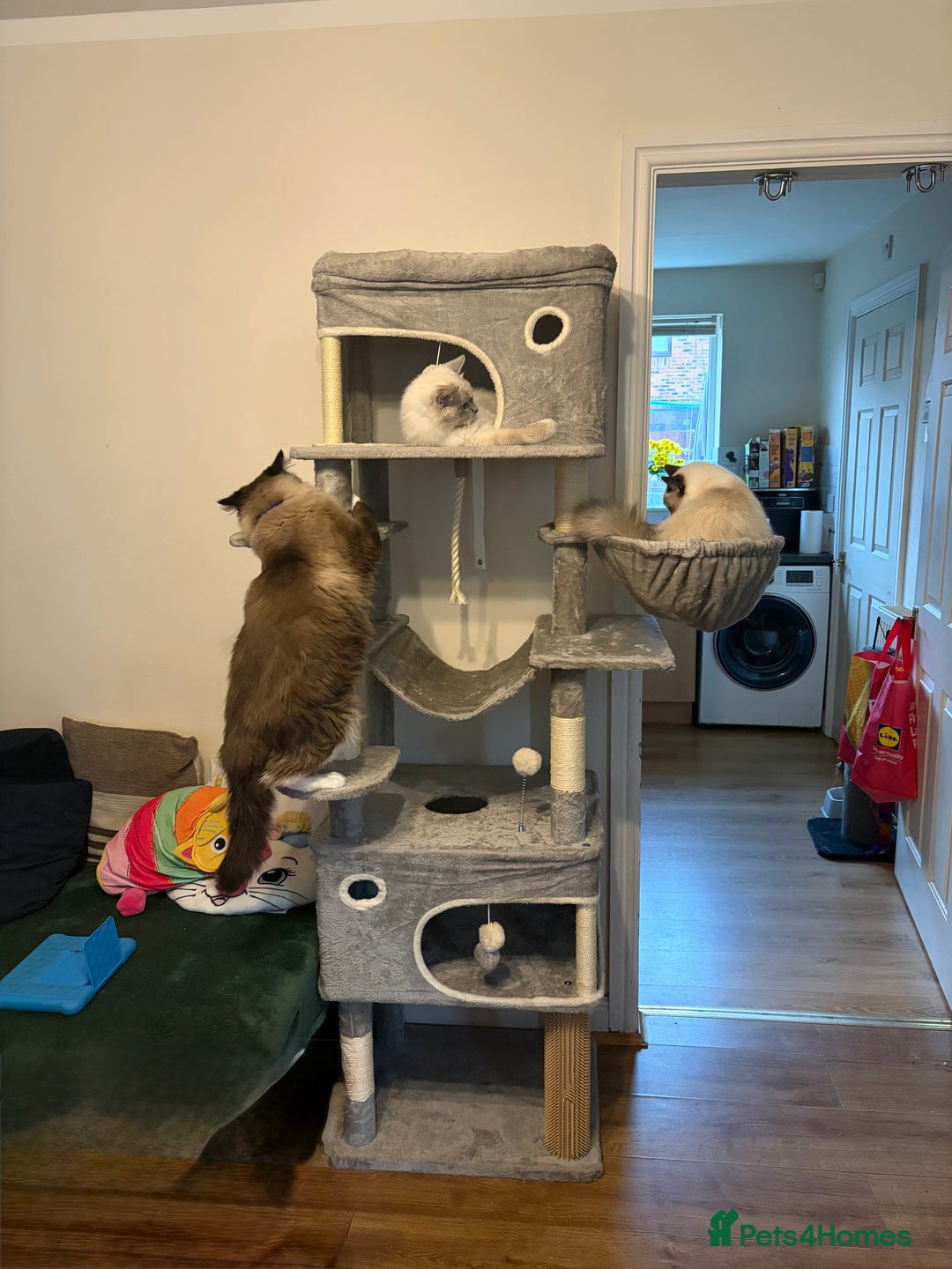 Ragdoll cats for stud: STUD ONLY - Advert 14