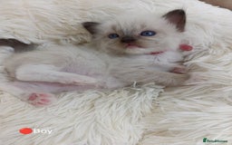 Ragdoll cats for sale: Stunning Ragdolls kittens  - Image 10
