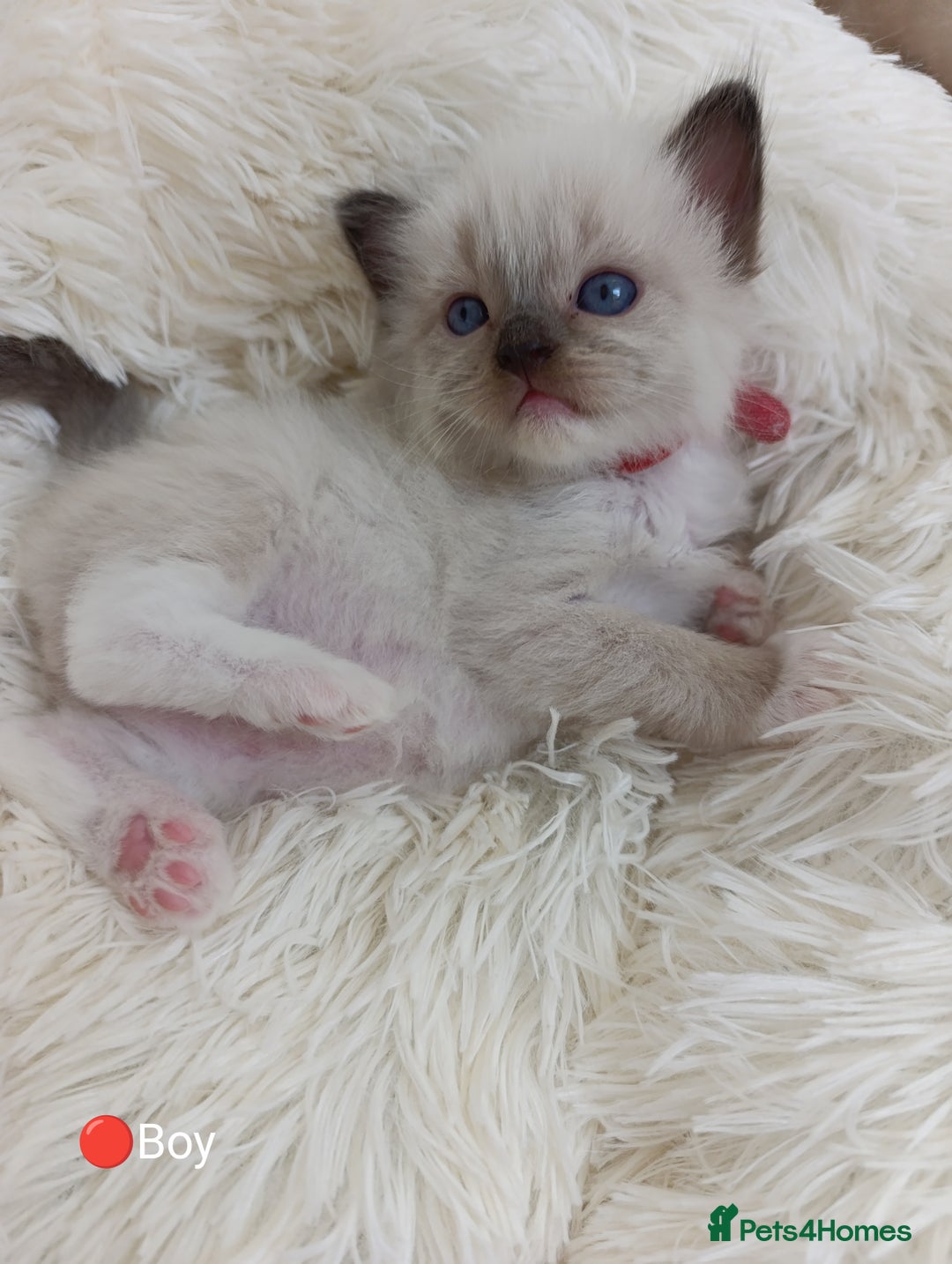 Ragdoll cats for sale: Stunning Ragdolls kittens  - Image 10