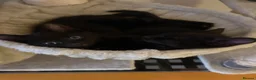 Mixed Breed cats for sale: 3 black kittens (boys) - Advert 7