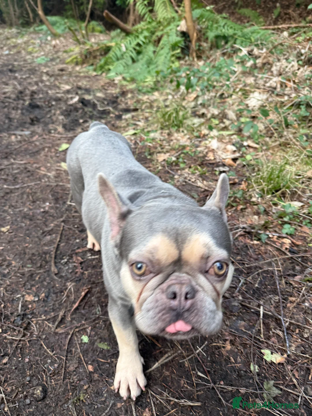 French Bulldog dogs for sale: Two frenchies available - Advert 2