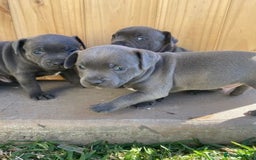 Staffordshire Bull Terrier dogs for sale: Honest blue Staffy's for sale.  - Image 3