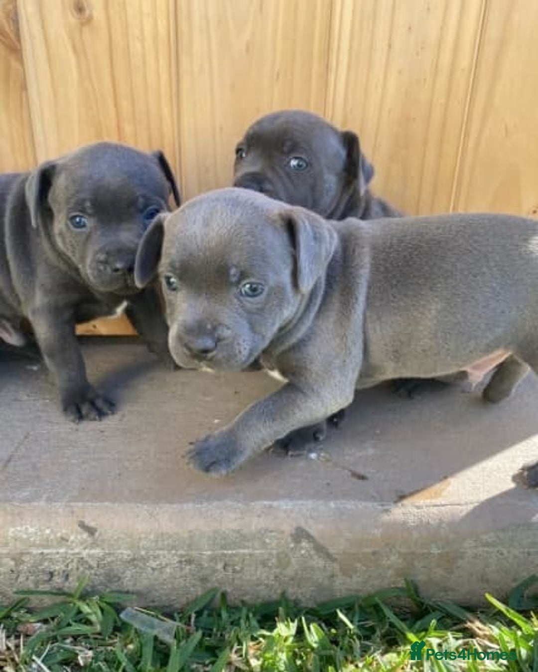 Staffordshire Bull Terrier dogs for sale: Honest blue Staffy's for sale.  - Image 3