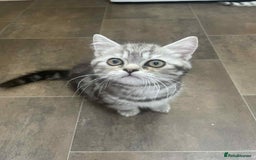 British Shorthair cats for sale: Silver spotted British Shorthair kittens  - Image 21