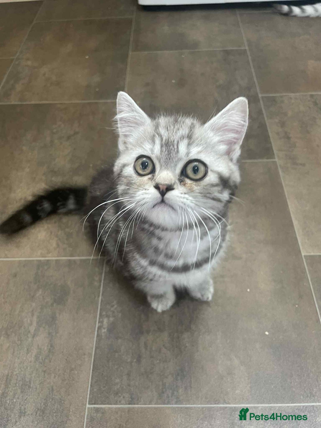 British Shorthair cats for sale: Silver spotted British Shorthair kittens  - Image 21