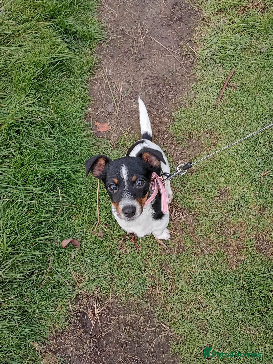Mixed Breed dogs for sale: Female jack russell  - Advert 5