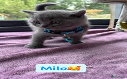 British Shorthair cats for sale: GCCF British Shorthair kittens  - Image 12