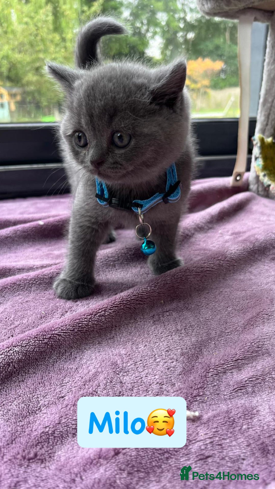 British Shorthair cats for sale: GCCF British Shorthair kittens  - Image 12