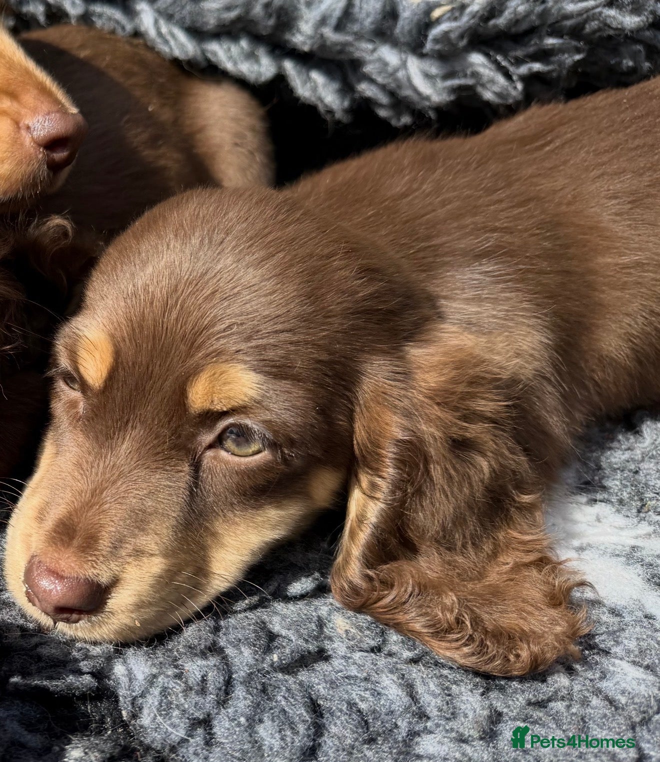 Miniature Dachshund dogs Miniature long-haired Dauchund, kc, puppies  - Advert 2