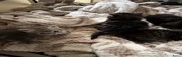 Mixed Breed cats for sale: Adorable kittens looking for postcodes  - Advert 5
