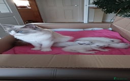 Ragdoll cats for sale: Blue mitted ragdoll kittens - Image 14