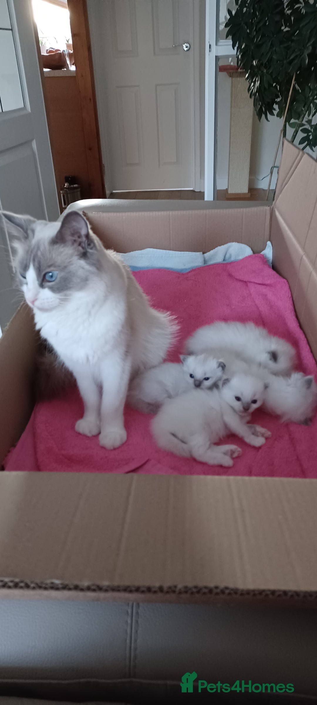 Ragdoll cats for sale: Blue mitted ragdoll kittens - Image 14
