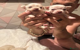 Chihuahua dogs for sale: Double chocolate platinum baby’s  - Image 34